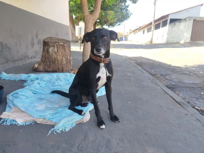 Cachorro raça SRD-ViraLata idade 6 ou mais anos nome Café