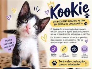 Gato raça SRD-ViraLata idade Abaixo de 2 meses nome Kookie