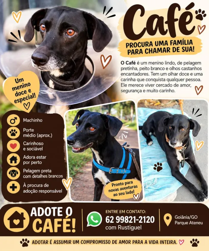 Cachorro raça SRD-ViraLata idade 1 ano nome Café