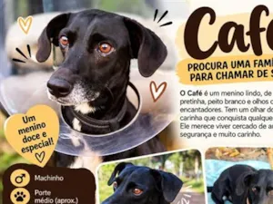Cachorro raça SRD-ViraLata idade 1 ano nome Café