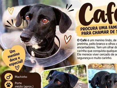 Cachorro raça SRD-ViraLata idade 1 ano nome Café