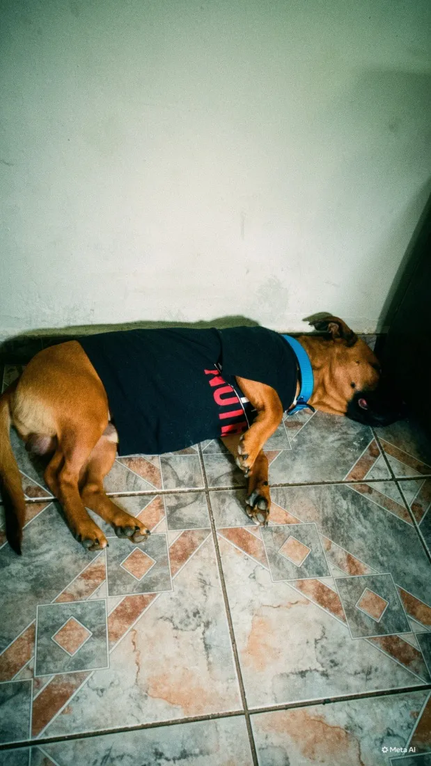 Cachorro raça SRD-ViraLata idade 7 a 11 meses nome Caju