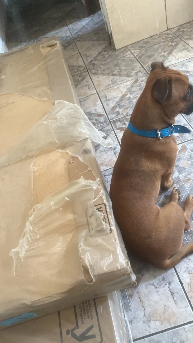 Cachorro raça SRD-ViraLata idade 7 a 11 meses nome Caju
