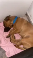 Caju