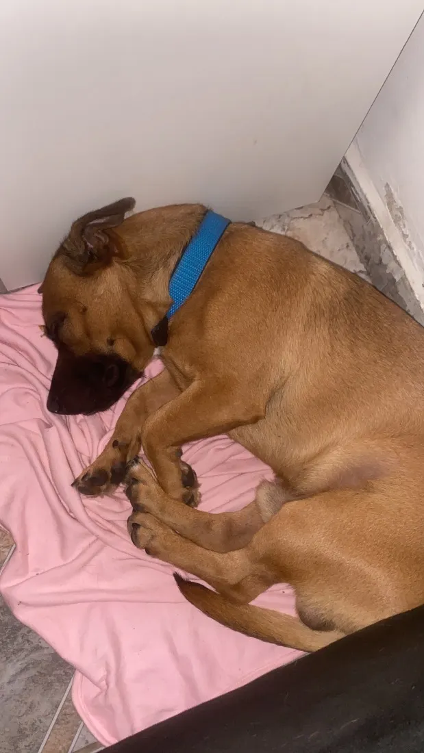 Cachorro raça SRD-ViraLata idade 7 a 11 meses nome Caju