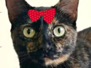 Gato raça SRD-ViraLata idade 2 anos nome Corujinha