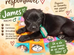 Cachorro raça SRD-ViraLata idade Abaixo de 2 meses nome James