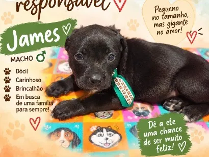 Cachorro raça SRD-ViraLata idade Abaixo de 2 meses nome James