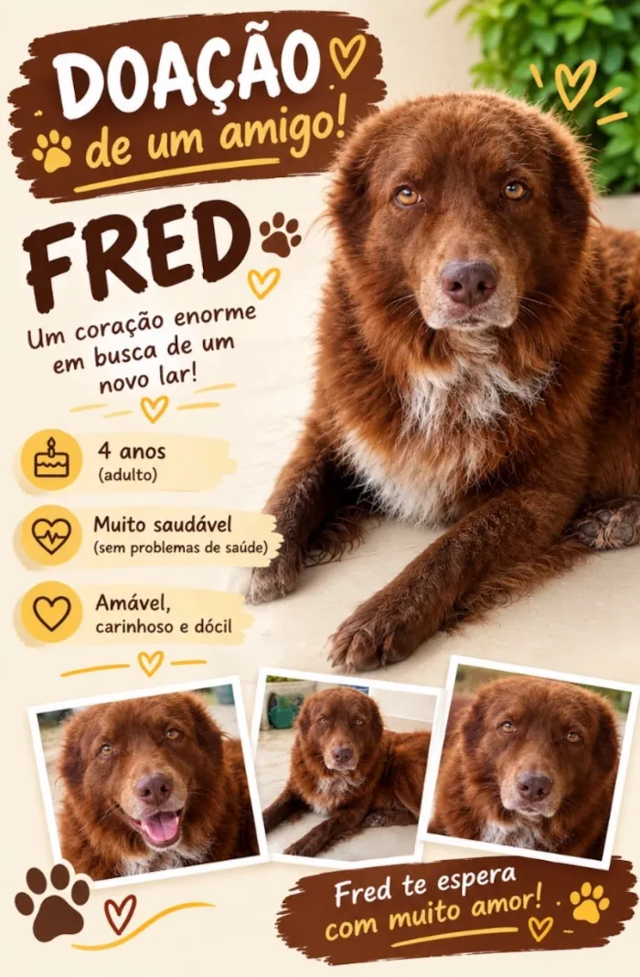 Cachorro raça SRD-ViraLata idade 4 anos nome Fred