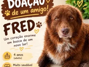 Cachorro raça SRD-ViraLata idade 4 anos nome Fred
