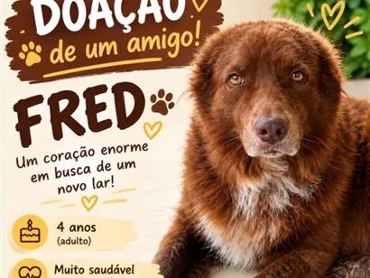 Cachorro raça SRD-ViraLata idade 4 anos nome Fred
