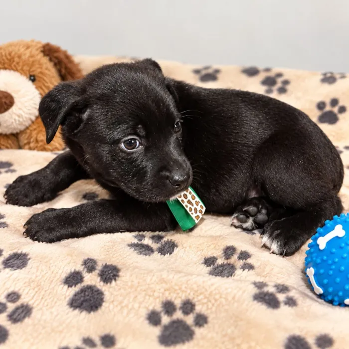 Cachorro raça SRD-ViraLata idade Abaixo de 2 meses nome James