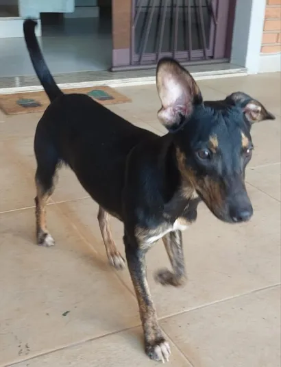 Cachorro raça SRD-ViraLata idade 2 a 6 meses nome Espeto