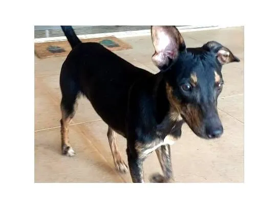 Cachorro raça SRD-ViraLata idade 2 a 6 meses nome Espeto