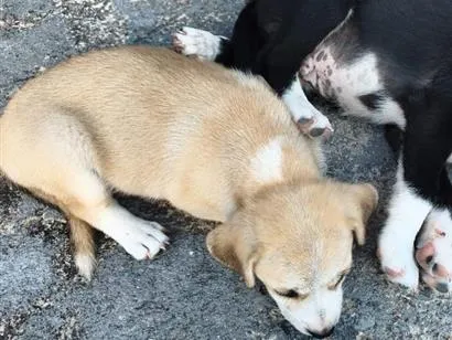 Cachorro raça SRD-ViraLata idade 2 a 6 meses nome sem nomes ainda