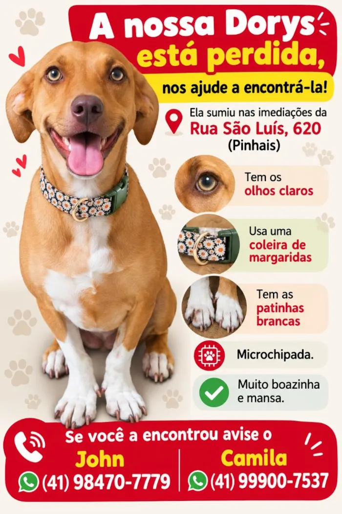 Cachorro raça SRD-ViraLata idade 2 anos nome Dorys