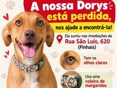 Cachorro raça SRD-ViraLata idade 2 anos nome Dorys