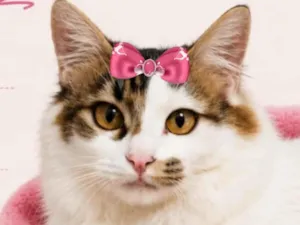 Gato raça SRD-ViraLata idade 2 anos nome Luna
