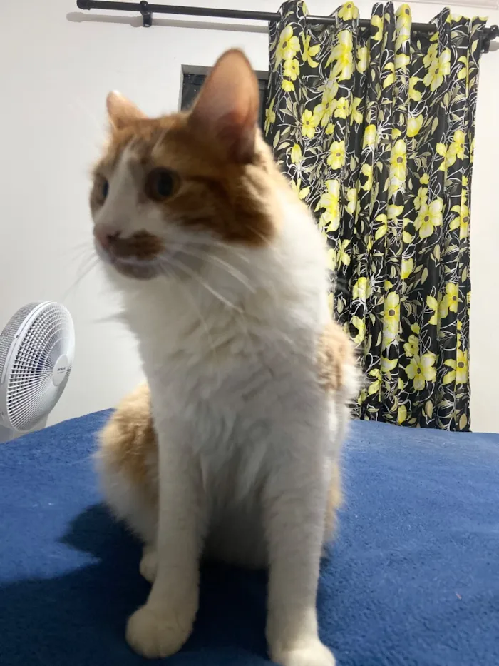 Gato raça SRD-ViraLata idade 2 anos nome Salém