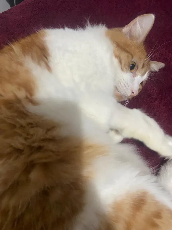 Gato raça SRD-ViraLata idade 2 anos nome Salém