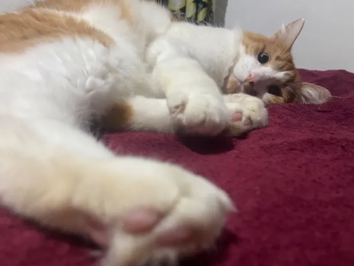 Gato raça SRD-ViraLata idade 2 anos nome Salém