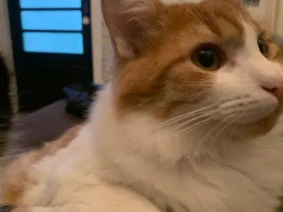 Gato raça SRD-ViraLata idade 2 anos nome Salém