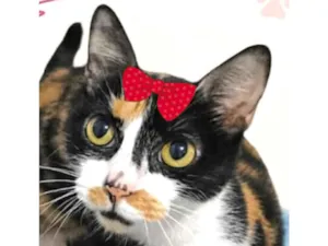 Gato raça SRD-ViraLata idade 5 anos nome Mirela