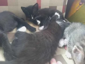 Gato raça SRD-ViraLata idade 2 a 6 meses nome Filhotes