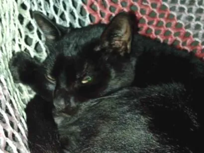Gato raça SRD-ViraLata idade 2 anos nome Frederico 