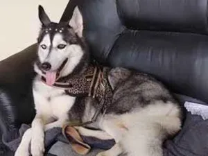 Cachorro raça SRD-ViraLata idade 6 ou mais anos nome Lua