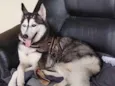 Lua