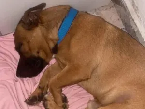 Cachorro raça SRD-ViraLata idade 7 a 11 meses nome Caju