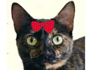 Gato raça SRD-ViraLata idade 2 anos nome Corujinha