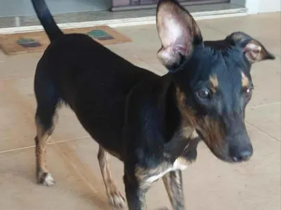 Cachorro raça SRD-ViraLata idade 2 a 6 meses nome Espeto
