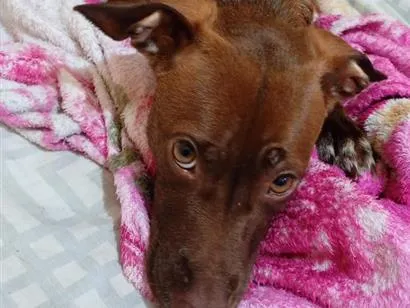 Cachorro raça SRD-ViraLata idade 1 ano nome chocolate 