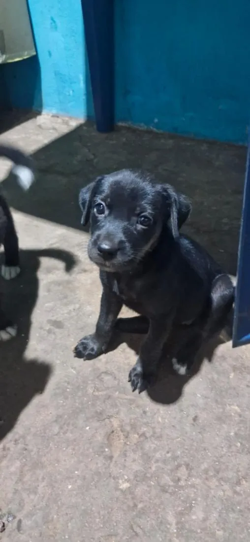 Cachorro raça SRD-ViraLata idade 2 a 6 meses nome Lindinha 