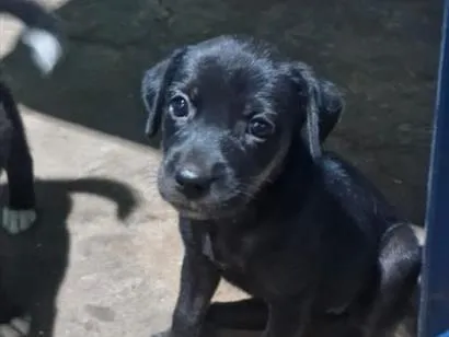 Cachorro raça SRD-ViraLata idade 2 a 6 meses nome Lindinha 