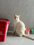 yudi