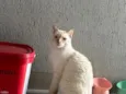 yudi