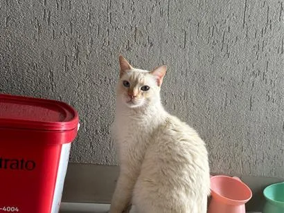Gato raça SRD-ViraLata idade 4 anos nome yudi