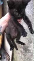 Névoa, Pantera Negra,  Marrie, Tico.