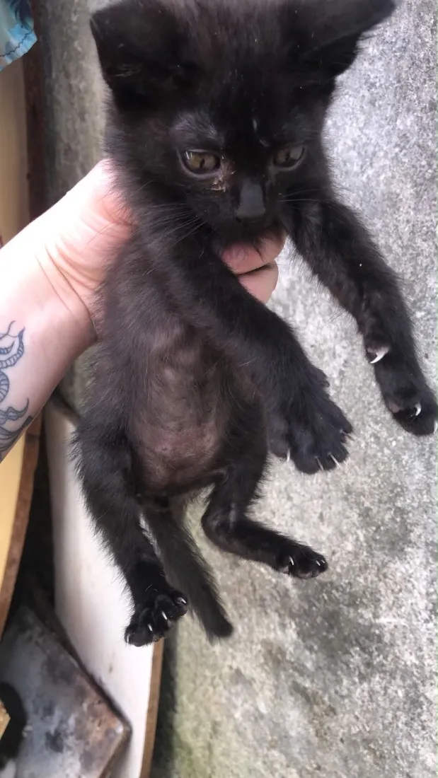 Gato raça SRD-ViraLata idade Abaixo de 2 meses nome Névoa, Pantera Negra,  Marrie, Tico.