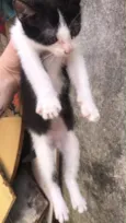 Névoa, Pantera Negra,  Marrie, Tico.