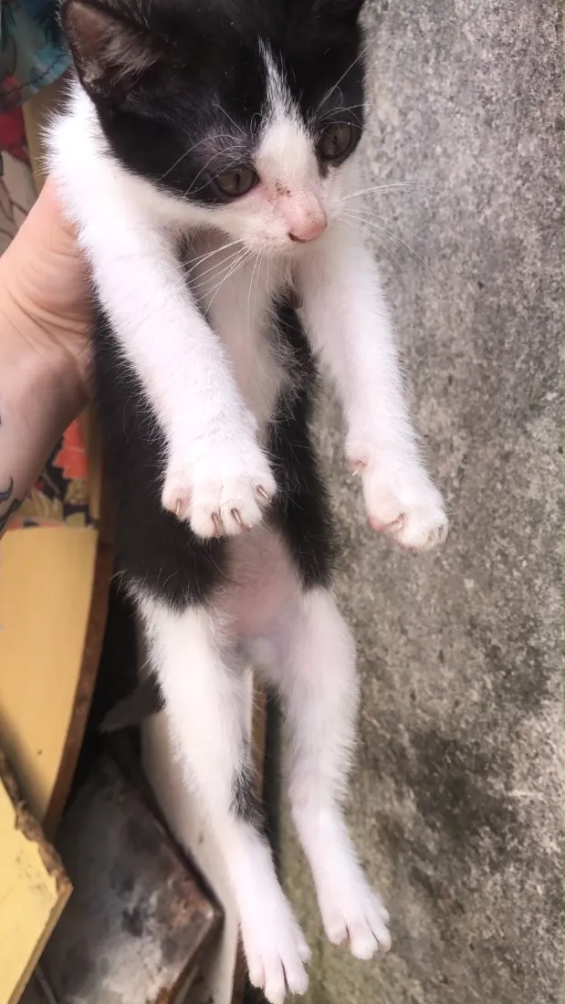 Gato raça SRD-ViraLata idade Abaixo de 2 meses nome Névoa, Pantera Negra,  Marrie, Tico.