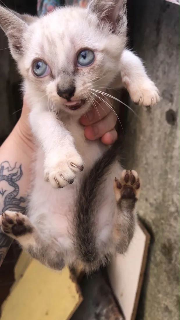 Gato raça SRD-ViraLata idade Abaixo de 2 meses nome Névoa, Pantera Negra,  Marrie, Tico.