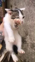Névoa, Pantera Negra,  Marrie, Tico.