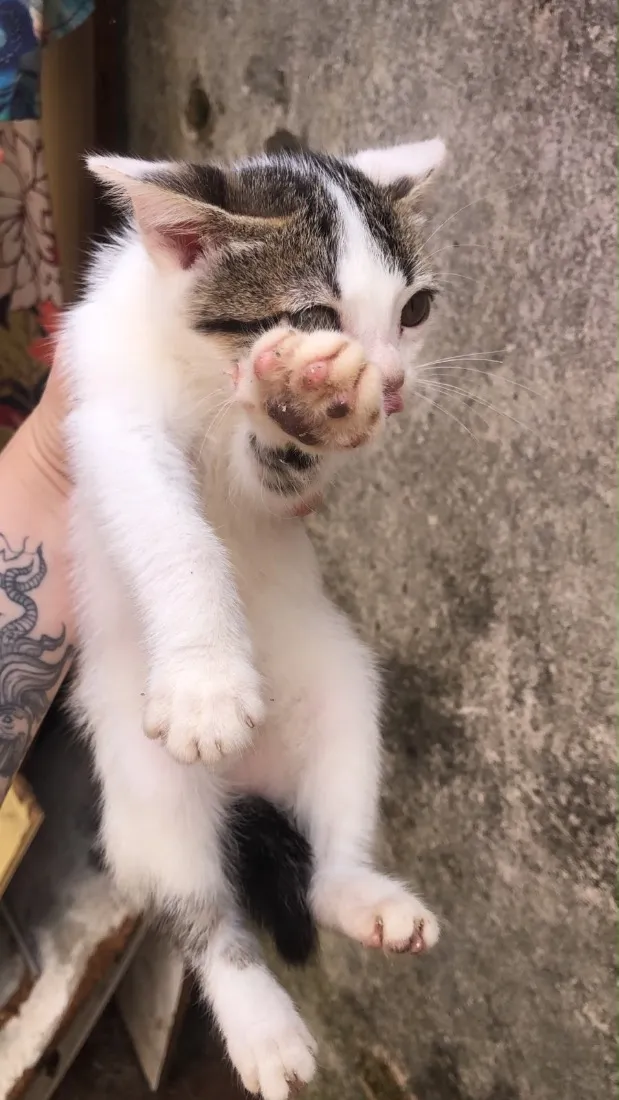 Gato raça SRD-ViraLata idade Abaixo de 2 meses nome Névoa, Pantera Negra,  Marrie, Tico.