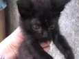 Névoa, Pantera Negra,  Marrie, Tico.