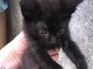Gato raça SRD-ViraLata idade Abaixo de 2 meses nome Névoa, Pantera Negra,  Marrie, Tico.