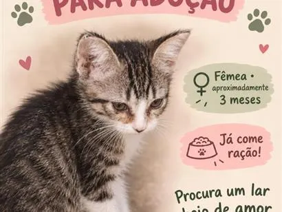 Gato raça SRD-ViraLata idade 2 a 6 meses nome Agatha 